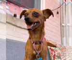 Small #2 Chihuahua Mix