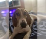Small Photo #2 Coonhound Puppy For Sale in Dana Point, CA, USA
