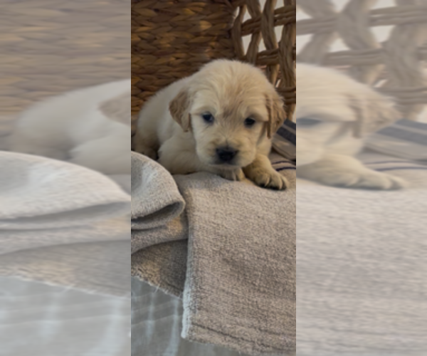 Medium Photo #14 Golden Retriever Puppy For Sale in MERCED, CA, USA
