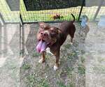 Small Photo #2 Mutt Puppy For Sale in Abbeville, LA, USA
