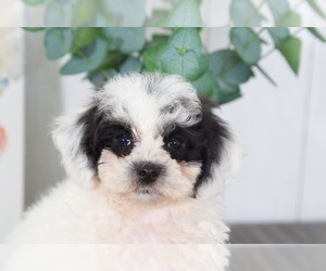 Poochon Puppy for sale in BEL AIR, MD, USA