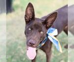 Small Australian Kelpie-German Shepherd Dog Mix
