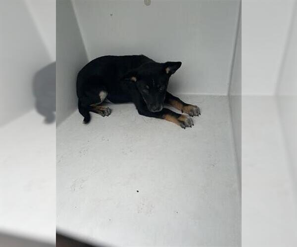 Medium Photo #1 Labrador Retriever-Unknown Mix Puppy For Sale in Houston, TX, USA