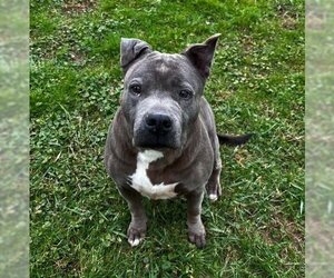 American Pit Bull Terrier-Unknown Mix Dogs for adoption in Sistersville, WV, USA