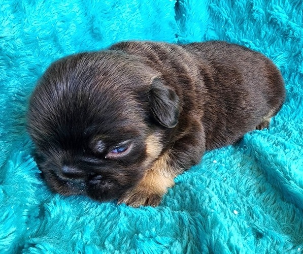 Medium Photo #8 French Bulldog Puppy For Sale in LAS VEGAS, NV, USA