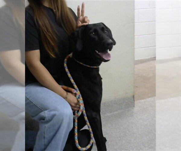 Medium Photo #1 Doberman Pinscher-Unknown Mix Puppy For Sale in Pasadena, TX, USA