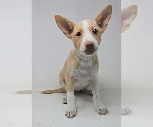Medium Photo #1 Basenji-Labrador Retriever Mix Puppy For Sale in Brewster, NY, USA