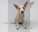 Small Basenji-Labrador Retriever Mix