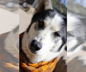 Koda - Male Siberian Husky Dog for Adoption - Photo #4