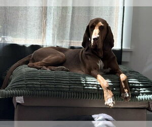 POEMMA - Female Bloodhound-Pointer Mix Dog for Adoption - Photo #2