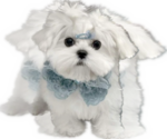 Small Photo #2 Maltese Puppy For Sale in HAYWARD, CA, USA