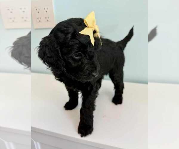 Medium Photo #3 Aussiedoodle-Labradoodle Mix Puppy For Sale in BRYANTOWN, MD, USA