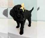 Small Photo #3 Aussiedoodle-Labradoodle Mix Puppy For Sale in BRYANTOWN, MD, USA