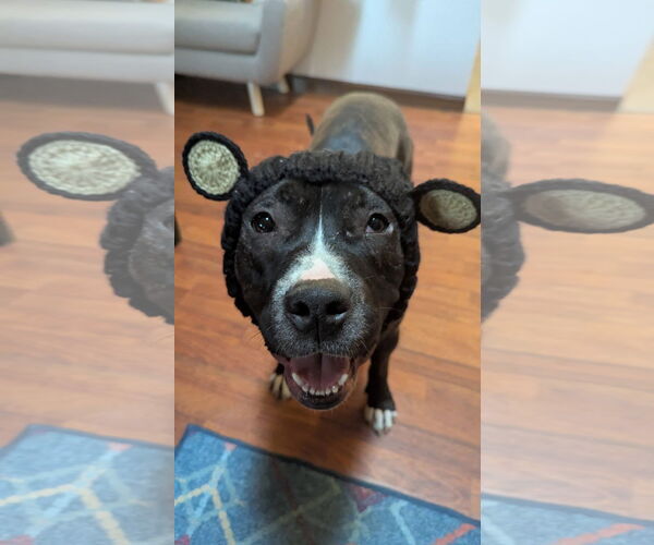 Medium Photo #4 American Pit Bull Terrier-Unknown Mix Puppy For Sale in Germantown, OH, USA
