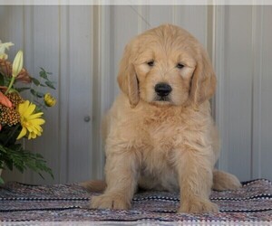 English Cream Golden Retriever-Poodle (Standard) Mix Puppy for sale in FREDERICKSBG, OH, USA