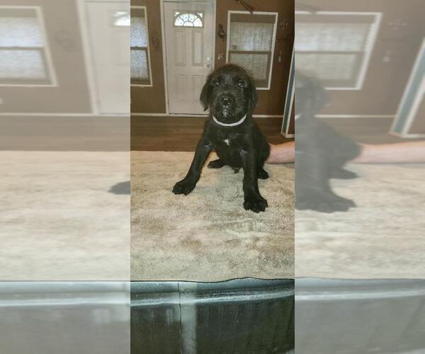 Medium Photo #1 Great Dane-Schnauzer (Giant) Mix Puppy For Sale in SHALLOWATER, TX, USA