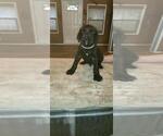Small Photo #1 Great Dane-Schnauzer (Giant) Mix Puppy For Sale in SHALLOWATER, TX, USA
