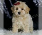 Puppy Pippa F1 Maltipoo (Toy)