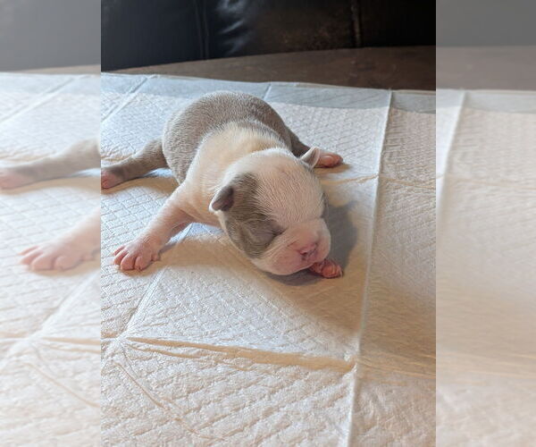 Medium Photo #2 Boston Terrier Puppy For Sale in GONIC, NH, USA