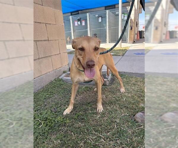 Medium Photo #1 Black Mouth Cur-Unknown Mix Puppy For Sale in Corpus Christi, TX, USA