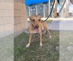 Small Black Mouth Cur Mix
