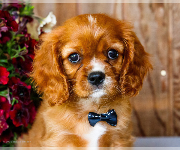 Medium Photo #17 Cavalier King Charles Spaniel Puppy For Sale in WAKARUSA, IN, USA