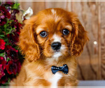 Small Photo #17 Cavalier King Charles Spaniel Puppy For Sale in WAKARUSA, IN, USA