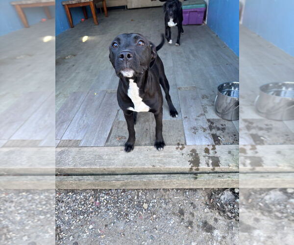 Medium Photo #1 Mutt Puppy For Sale in Elmsford, NY, USA