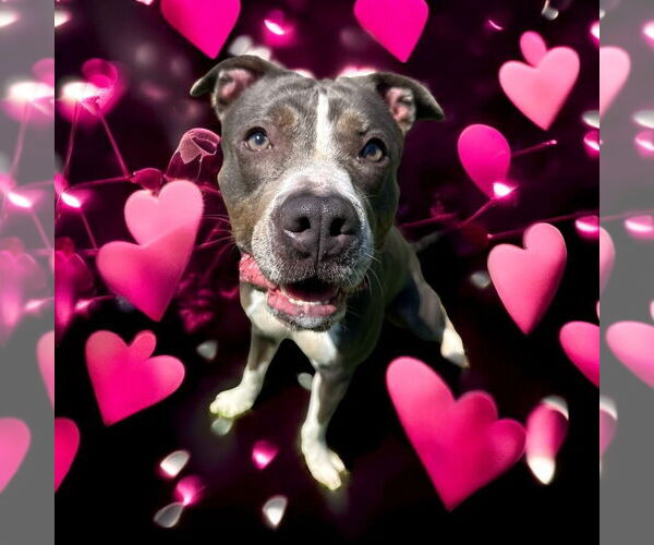 Medium Photo #3 American Pit Bull Terrier Puppy For Sale in Glen Allen, VA, USA