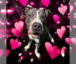 Small #2 American Pit Bull Terrier
