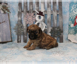 Small Photo #15 Poodle (Toy) Puppy For Sale in CHANUTE, KS, USA
