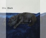 Puppy Mr Black Goldendoodle