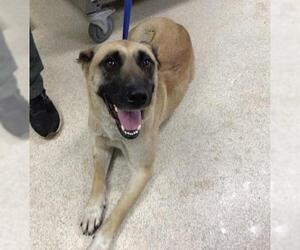 German Shepherd Dog Dogs for adoption in Riverside, CA, USA