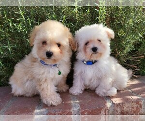 Maltese-Poodle (Toy) Mix Puppy for sale in TEMECULA, CA, USA