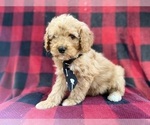 Small #4 Cavapoo (Miniature)