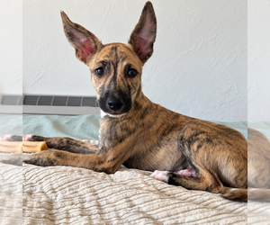 Logan - Male Mutt Dog for Adoption - Photo #2