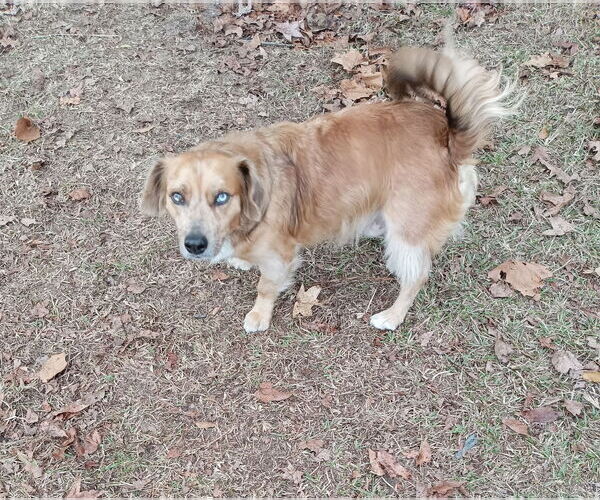 Medium Photo #3 Mutt Puppy For Sale in Farmerville, LA, USA