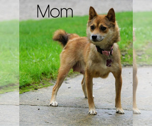 Mother of the Shiba Inu puppies born on 07/23/2020