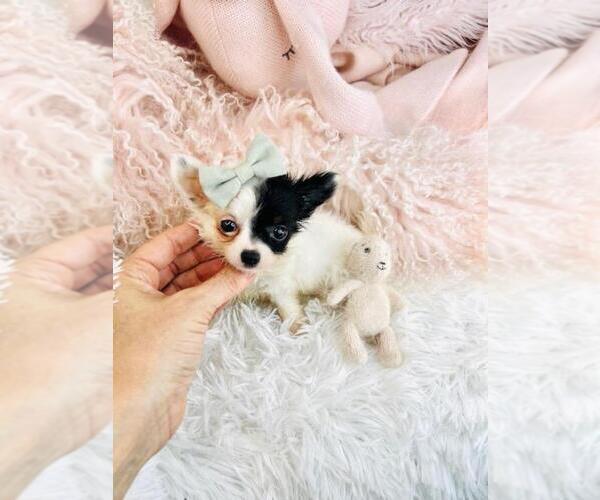 Medium Photo #10 Chihuahua Puppy For Sale in DACULA, GA, USA