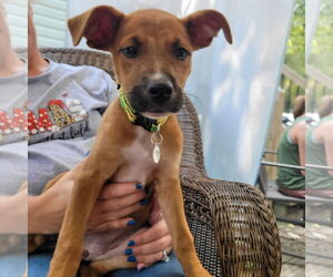 Labrador Retriever-Unknown Mix Dogs for adoption in New London, WI, USA