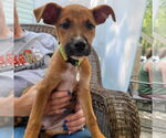 Small Labrador Retriever Mix