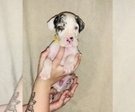 Small Photo #10 Great Dane Puppy For Sale in STAUNTON, VA, USA