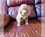 Small Photo #4 Poodle (Standard) Puppy For Sale in WAGENER, SC, USA