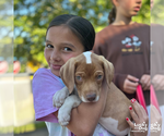 Small Photo #4 Beagle-Retriever  Mix Puppy For Sale in Washington, DC, USA