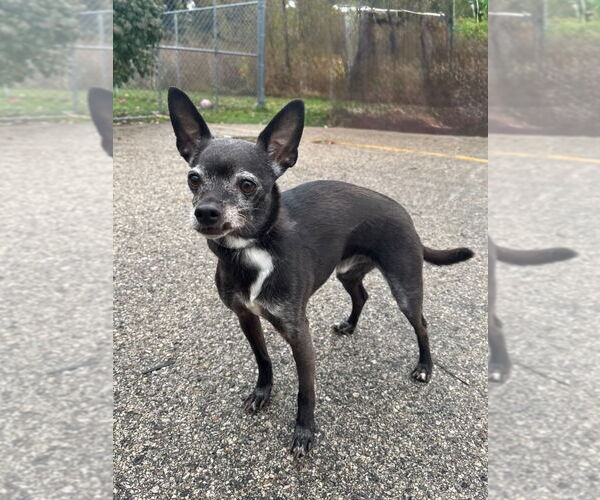 Medium Photo #2 Chihuahua-Unknown Mix Puppy For Sale in Muskegon, MI, USA