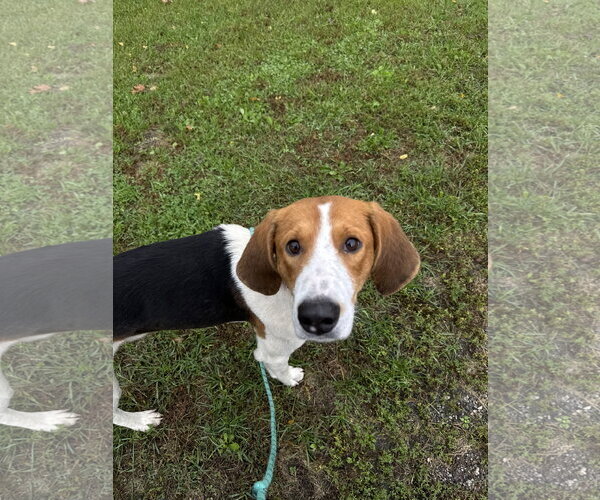 Medium Photo #1 American Foxhound-Unknown Mix Puppy For Sale in Williamsburg, IA, USA