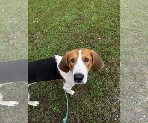 American Foxhound-Unknown Mix Dogs for adoption in Williamsburg, IA, USA