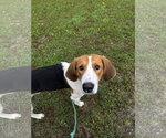 Buddy (Available TBD) - Male American Foxhound-Unknown Mix Dog for Adoption - Small photo