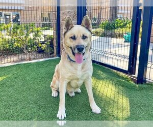 Akita-Unknown Mix Dogs for adoption in Orange, CA, USA