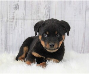 Rottweiler Puppy for sale in APPLE CREEK, OH, USA